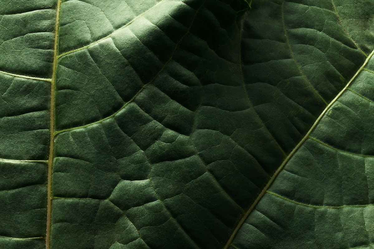 Le son du mantra du deuxième chakra est vam.