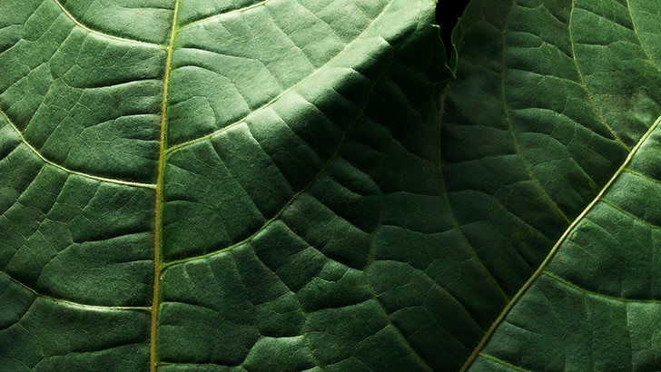 Le son du mantra du deuxième chakra est vam.