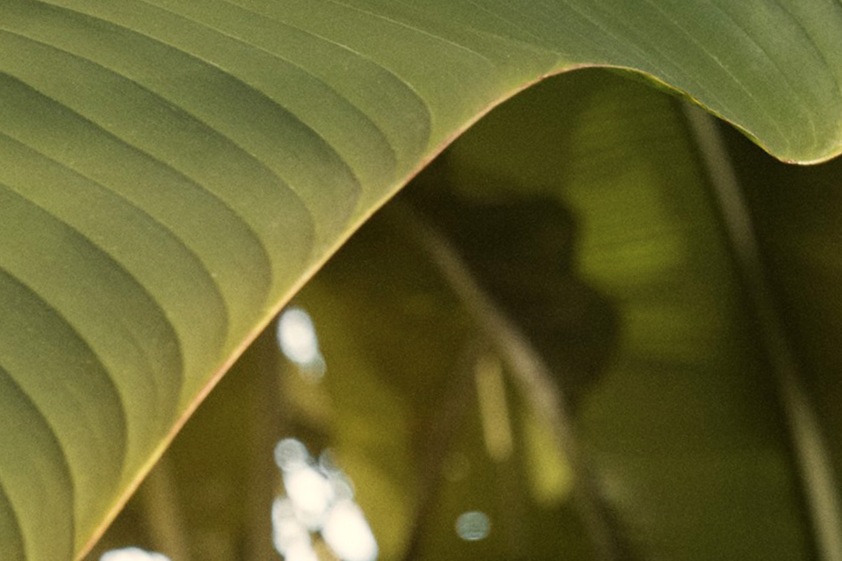 Le Souffle de l'Abeille