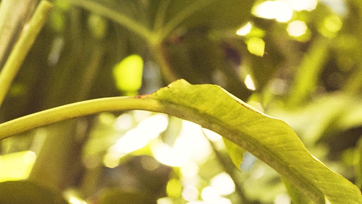 Le son du mantra du septième chakra est om.